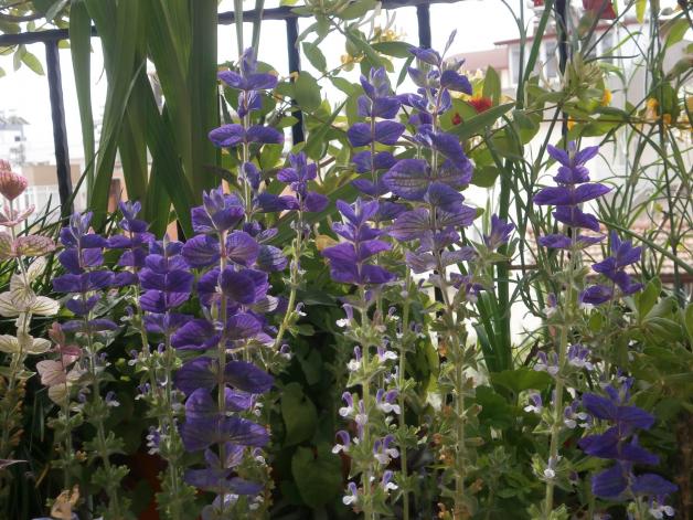 Name:  Salvia viridis - Boyal Adaay 01.jpg
Views: 1846
Size:  70.8 KB