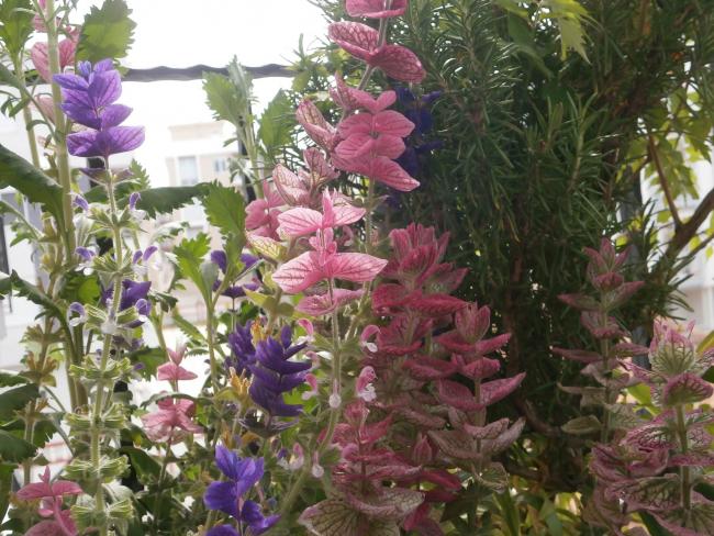 Name:  Salvia viridis - Boyal Adaay 02.jpg
Views: 1740
Size:  69.0 KB
