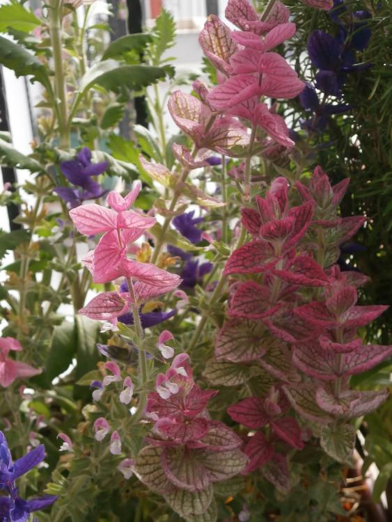 Name:  Salvia viridis - Boyal Adaay 03.jpg
Views: 1940
Size:  75.1 KB