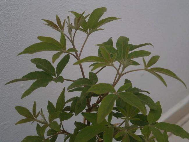 Name:  Vitex - Hayt 7.jpg
Views: 4038
Size:  35.6 KB