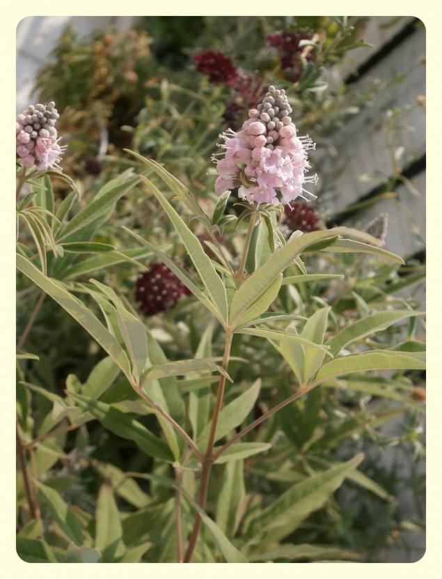 Name:  Vitex agnus castus - Hayt.jpg
Views: 3826
Size:  70.6 KB