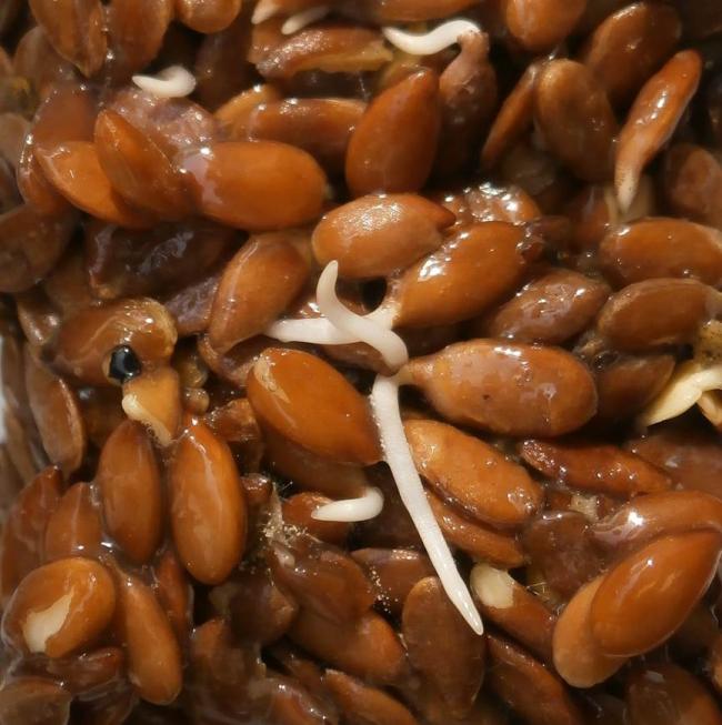 Name:  Keten (Linum usitatissimum).jpg
Views: 654
Size:  56.4 KB
