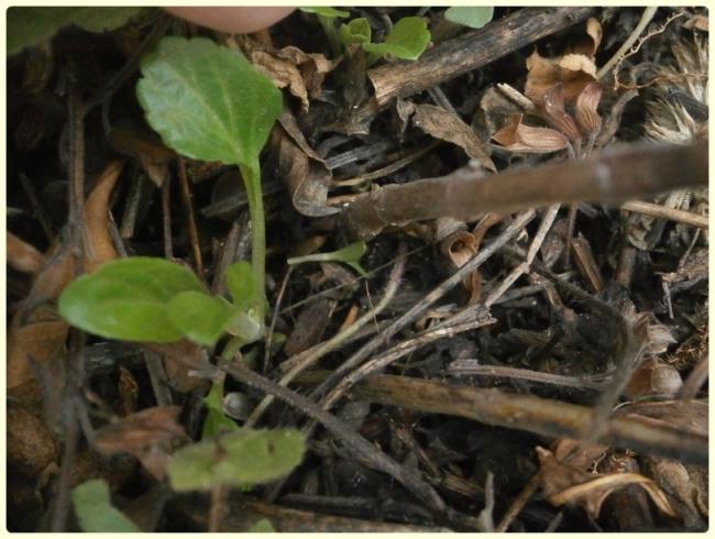 Name:  Salvia farinacea 'Victoria Blue' - Transilvanya Adaay iei.jpg
Views: 2251
Size:  52.1 KB