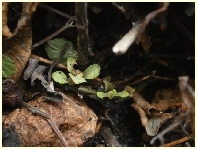 Name:  Salvia farinacea 'Victoria Blue' - Transilvanya Adaay iei (2).jpg
Views: 2079
Size:  44.0 KB