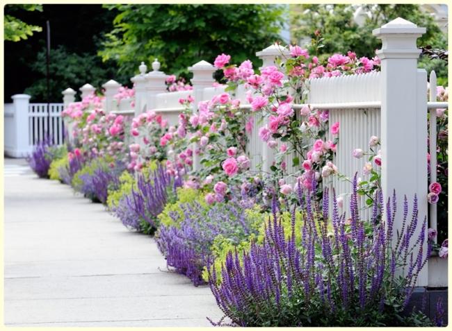 Name:  Salvia farinacea.jpg
Views: 2139
Size:  67.9 KB