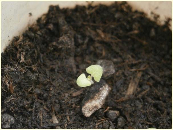 Name:  Transilvanya Adaay iei (Salvia farinacea)-2016-Tohumdan imlenen.jpg
Views: 1999
Size:  39.2 KB