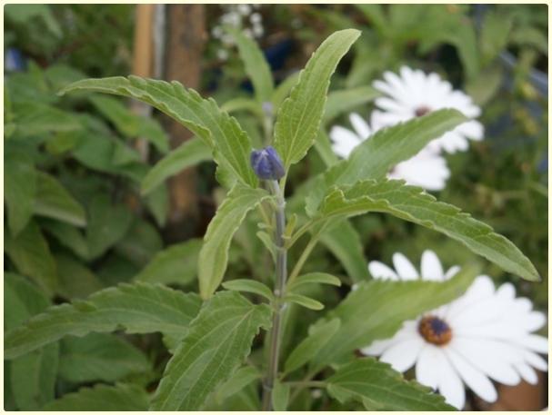 Name:  Transilvanya Adaay iei (Salvia farinacea)2016-iek tomurcuu.jpg
Views: 2931
Size:  34.8 KB