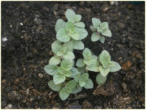 Name:  Bilya Kekik (Origanum onites).jpg
Views: 1220
Size:  53.0 KB
