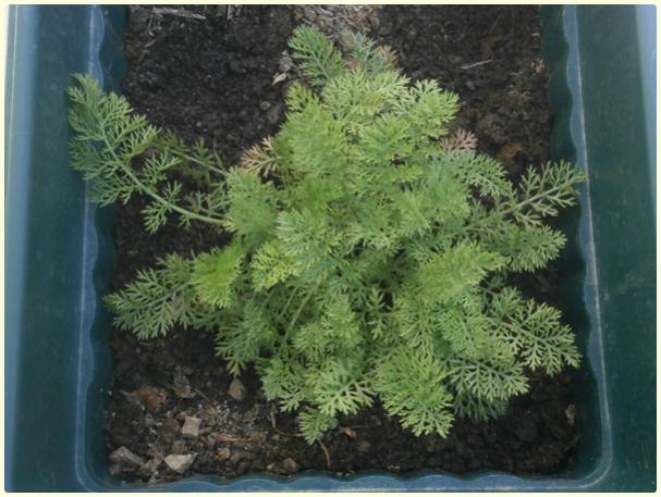 Name:  Beyaz Civan Peremi (Achillea millefolium).jpg
Views: 4277
Size:  50.4 KB