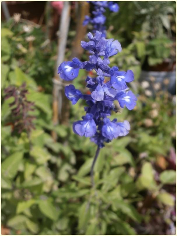 Name:  Transilvanya Adaay iei (Salvia farinacea)2016-iek.jpg
Views: 3016
Size:  55.9 KB