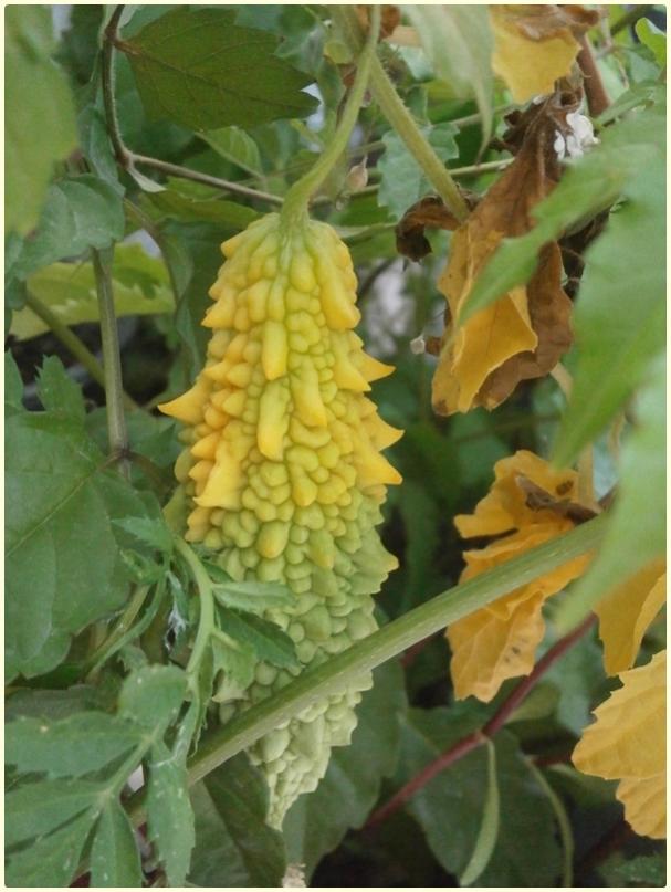 Name:  Kudret Nar (Momordica charantia).jpg
Views: 1596
Size:  63.5 KB