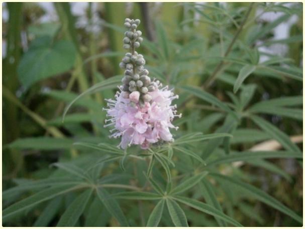 Name:  Vitex agnus castus - Hayt - iek.jpg
Views: 3484
Size:  32.5 KB
