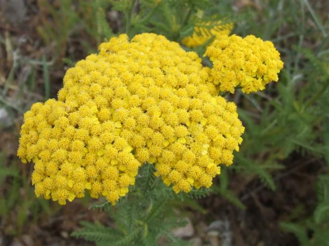 Name:  Achillea millefolium Civanperemi.jpg
Views: 6023
Size:  49.7 KB