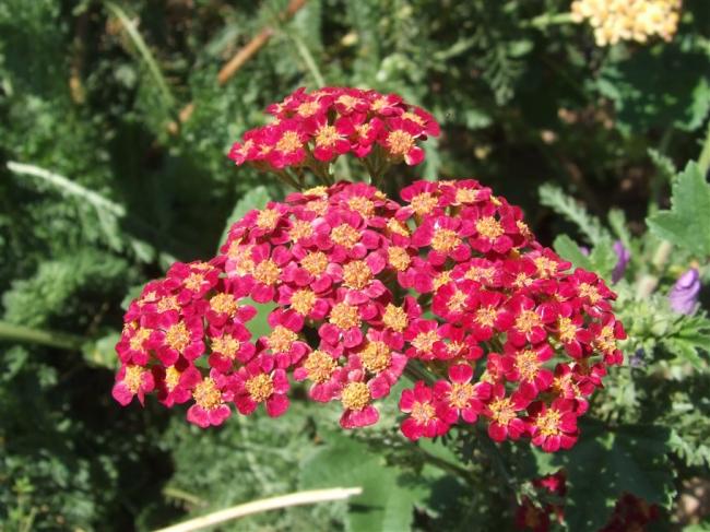 Name:  Achillea millefolium red  (krmz Civanperemi ).jpg
Views: 5277
Size:  61.2 KB