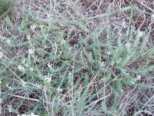 Name:  Achillea millefolium  (Beyaz Civanperemi ).jpg
Views: 4736
Size:  74.7 KB