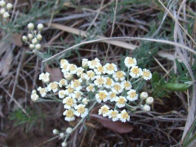 Name:  Achillea millefolium white  (Beyaz Civanperemi ).jpg
Views: 4457
Size:  56.2 KB