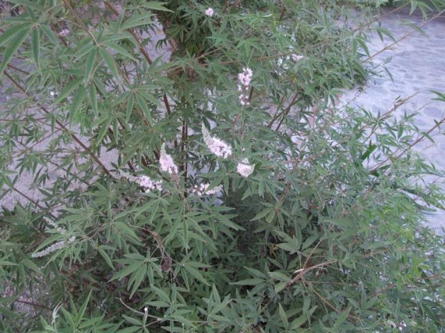 Name:  Vitex agnus castus (Hayt) 2.jpg
Views: 4566
Size:  70.5 KB