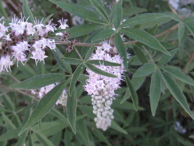 Name:  Vitex agnus castus (Hayt) 1.jpg
Views: 3662
Size:  44.5 KB