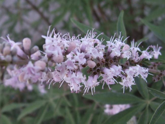 Name:  Vitex agnus castus (Hayt).jpg
Views: 3532
Size:  38.1 KB