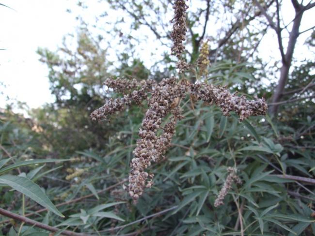 Name:  Vitex agnus castus (Hayt) 3.jpg
Views: 3960
Size:  56.4 KB