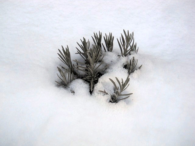Name:  DSCN9946.JPG
Views: 1589
Size:  69.4 KB