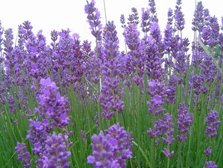 Name:  lavandula.jpg
Views: 3372
Size:  68.3 KB