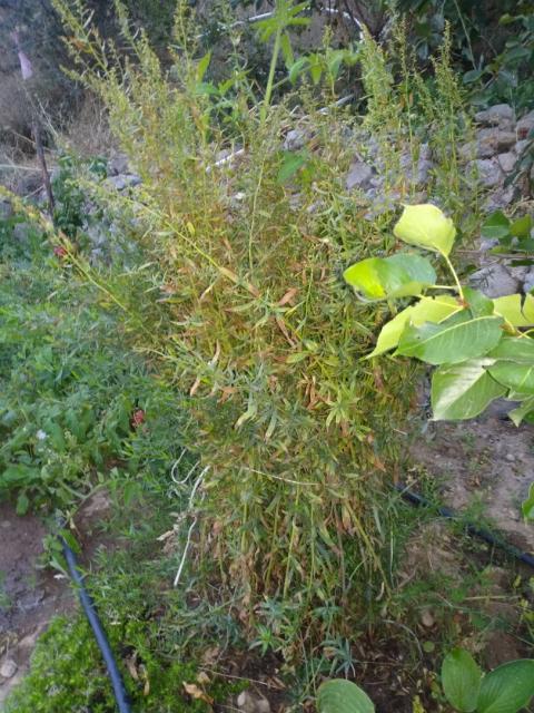 Name:  tarhun.jpg
Views: 502
Size:  76.3 KB