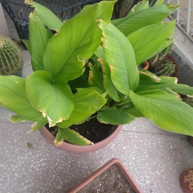 Name:  zerdeal curcuma.jpg
Views: 444
Size:  63.2 KB