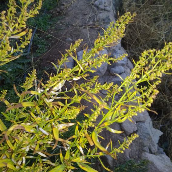 Name:  tarhun tohumlar.jpg
Views: 443
Size:  74.4 KB
