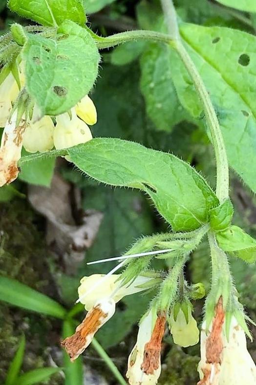 Name:  symphytum bulsoum (4).jpg
Views: 161
Size:  69.0 KB