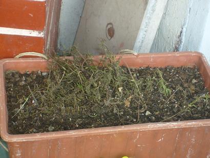 Name:  S6304273.JPG
Views: 2269
Size:  60.4 KB
