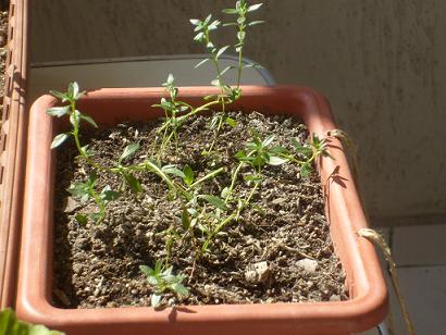 Name:  S6304530.JPG
Views: 1470
Size:  64.9 KB