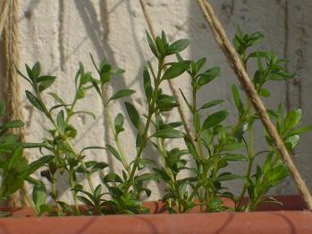 Name:  S6305142.JPG
Views: 1115
Size:  53.7 KB