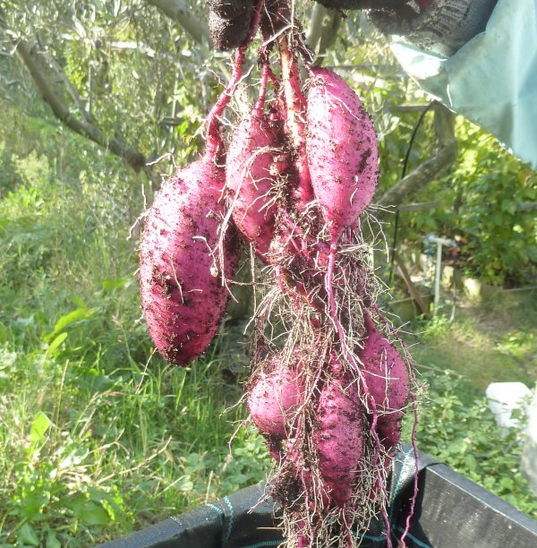 Name:  tatli_patates_salkim.jpg
Views: 7
Size:  128.1 KB