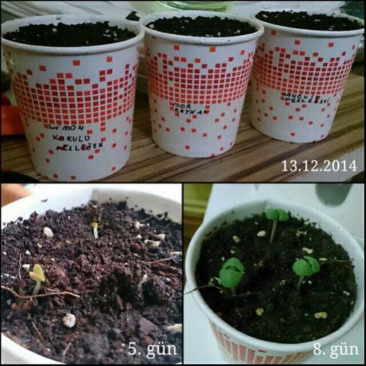 Name:  seedlings.jpg
Views: 1657
Size:  55.2 KB