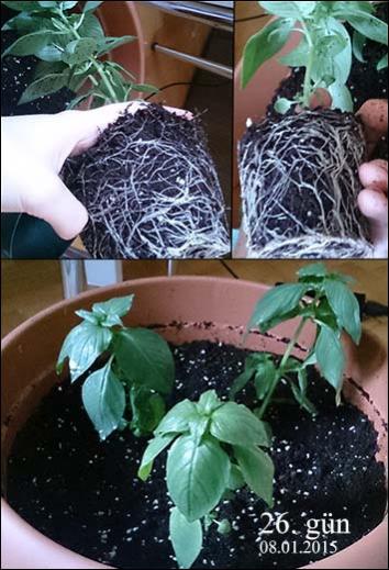Name:  transplant.jpg
Views: 1511
Size:  43.9 KB