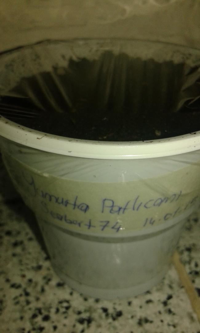 Name:  yumurta patlcan yeni ekim.jpg
Views: 810
Size:  46.0 KB