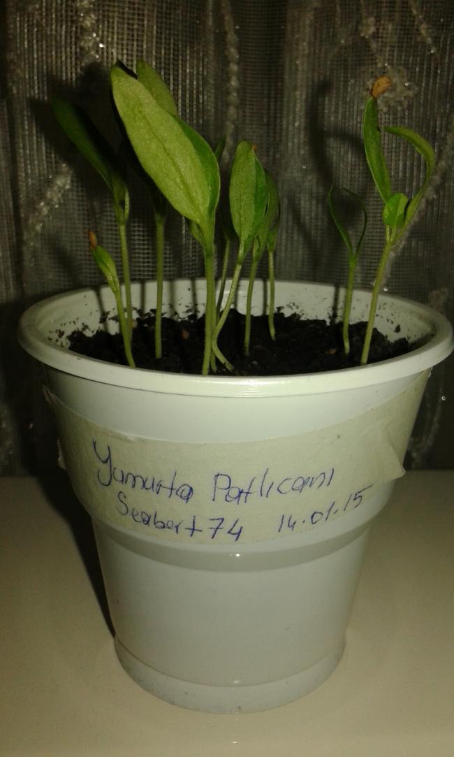 Name:  yumurta.jpg
Views: 795
Size:  67.0 KB