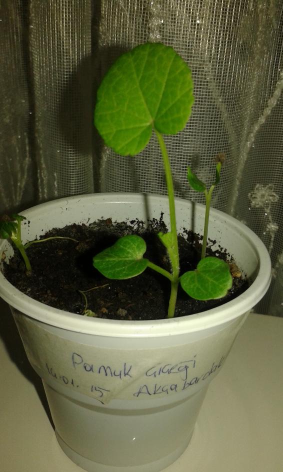 Name:  pamuk ieii.jpg
Views: 563
Size:  72.7 KB