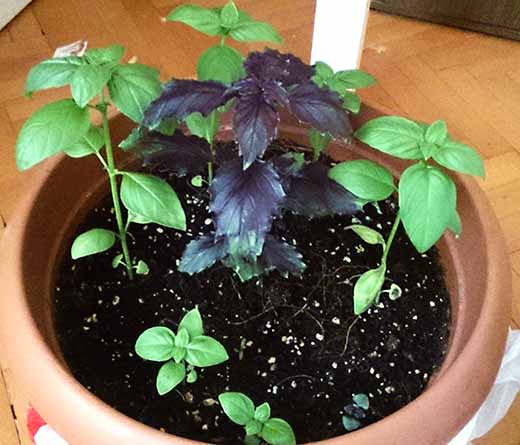 Name:  basil.jpg
Views: 2004
Size:  59.4 KB