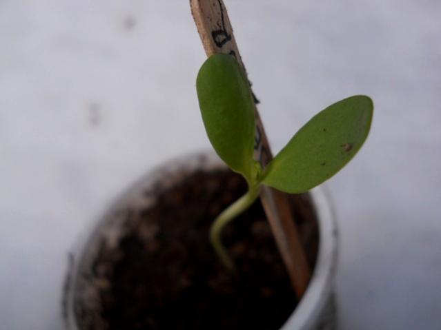 Name:  DSCN4272.jpg
Views: 849
Size:  15.2 KB
