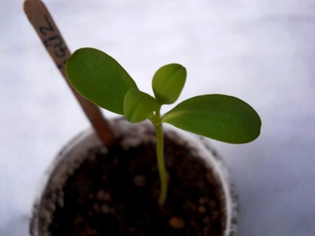 Name:  DSCN4277.jpg
Views: 870
Size:  19.2 KB