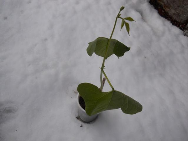Name:  DSCN4267.jpg
Views: 338
Size:  20.1 KB