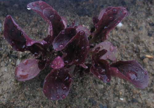 Name:  morsalata5.jpg
Views: 845
Size:  40.6 KB