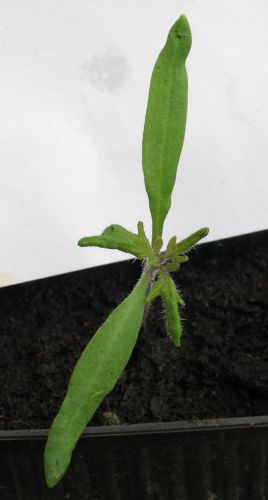 Name:  cherokeepurple5.jpg
Views: 445
Size:  21.9 KB
