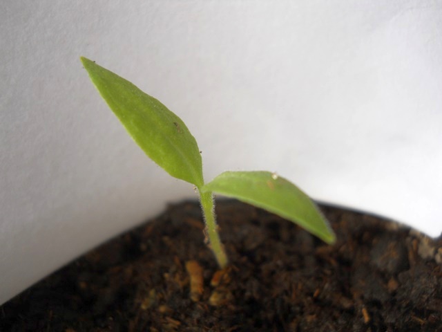 Name:  DSCN4566.JPG
Views: 361
Size:  51.5 KB