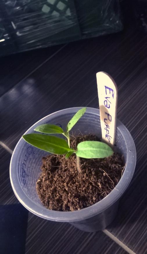 Name:  1- etkinlik - Eva Purple.jpg
Views: 1223
Size:  49.0 KB