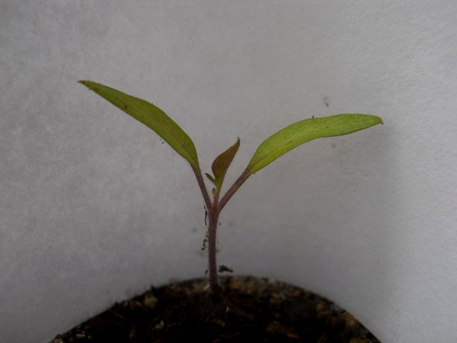Name:  DSCN4666.JPG
Views: 620
Size:  57.8 KB