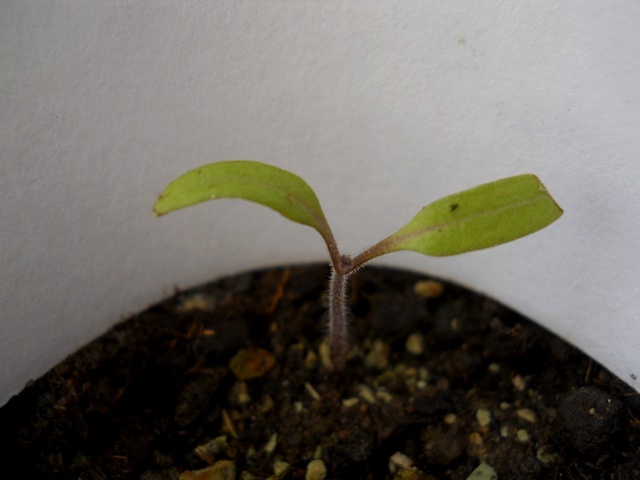 Name:  DSCN4674.JPG
Views: 607
Size:  62.7 KB