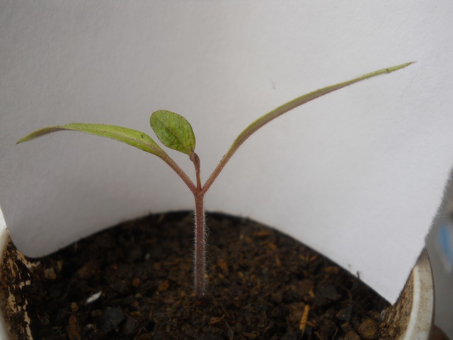 Name:  DSCN4682.JPG
Views: 595
Size:  61.6 KB
